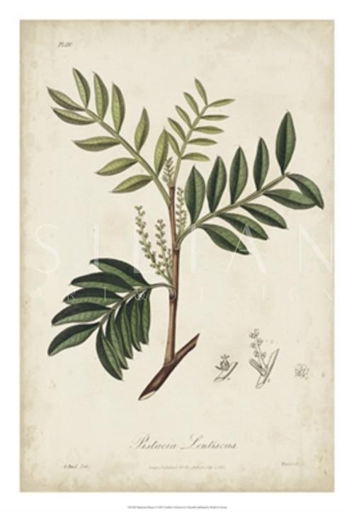 Medicinal Botany II