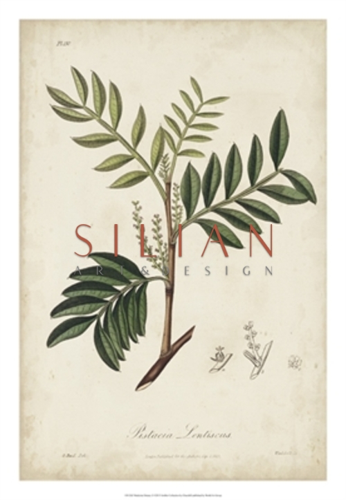 Medicinal Botany II