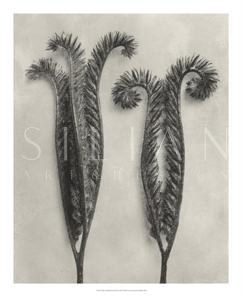 Blossfeldt Botanical II