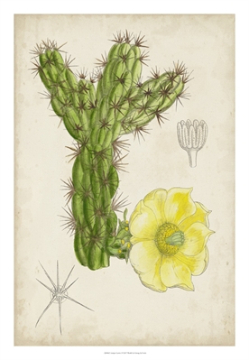 Antique Cactus I