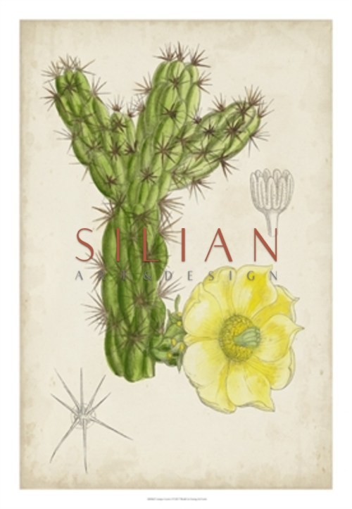 Antique Cactus I