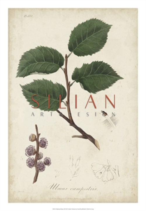 Medicinal Botany III