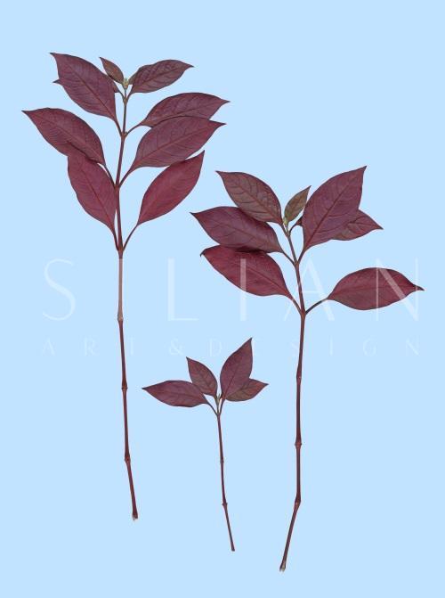 Leaf Craft Painting II