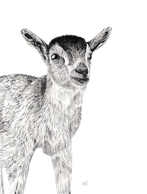 B & W Animal Portrait I