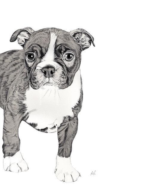 B & W Animal Portrait III