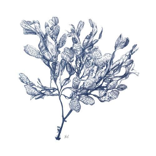 Marine Blueprint II