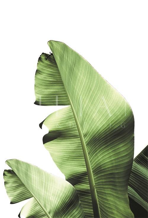 Banana Leaves