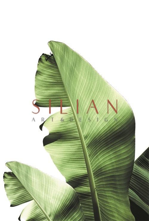 Banana Leaves