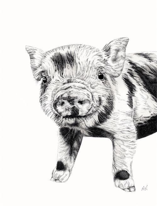 B & W Animal Portrait IV