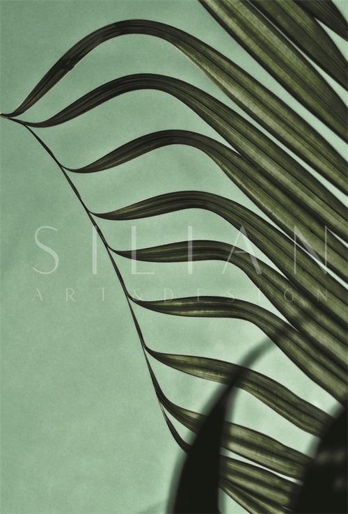 Coconut Leaves II