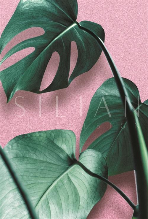 Turtle Bamboo II