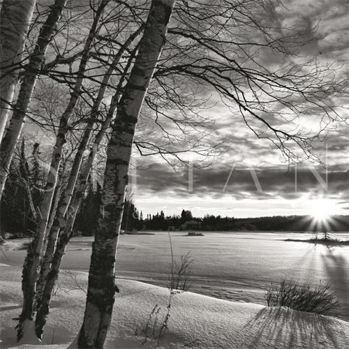 Photography  Collage II