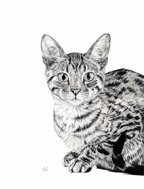 B & W Animal Portrait VI