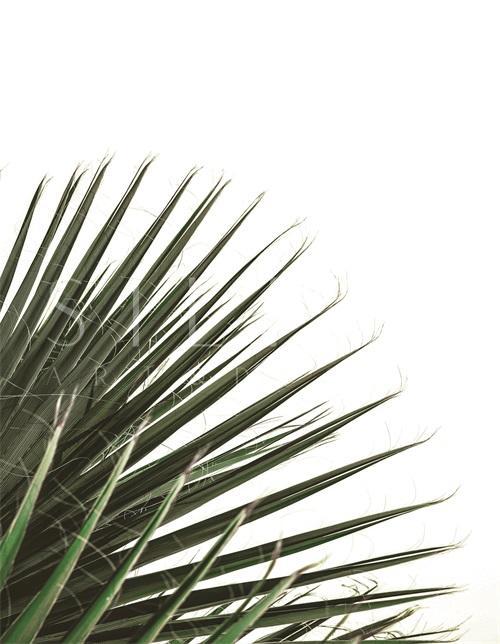 Green Leaf III