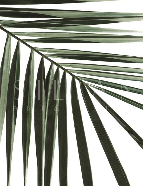 Green Leaf I