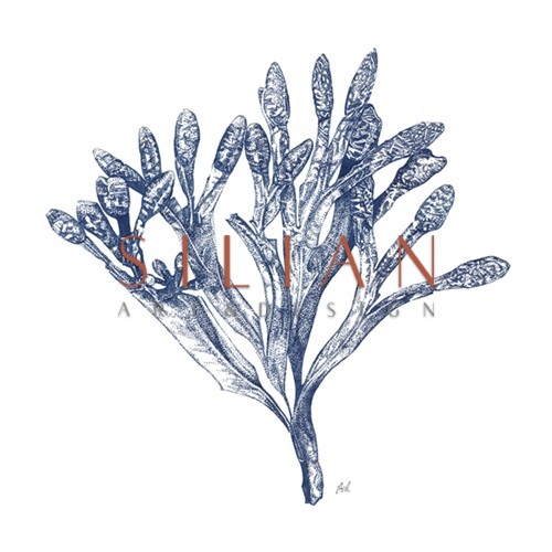 Marine Blueprint I