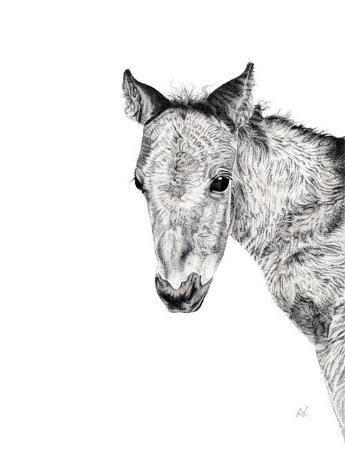 B & W Animal Portrait II