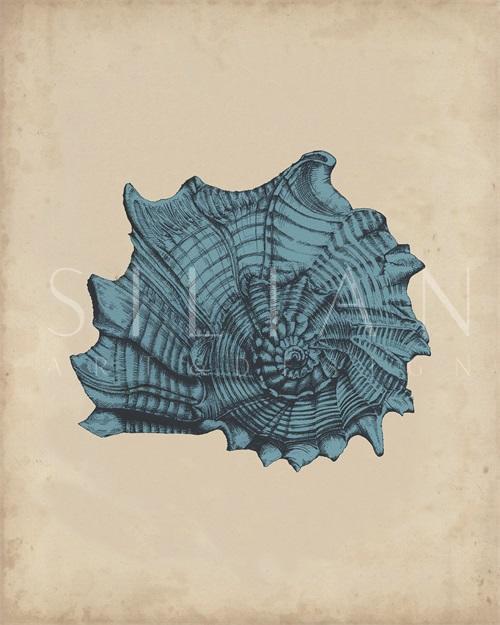 Indigo Shells I