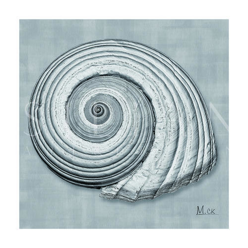 Shell IV