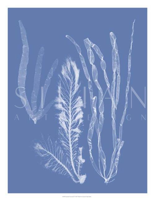 Seaweed Cyanotype IV