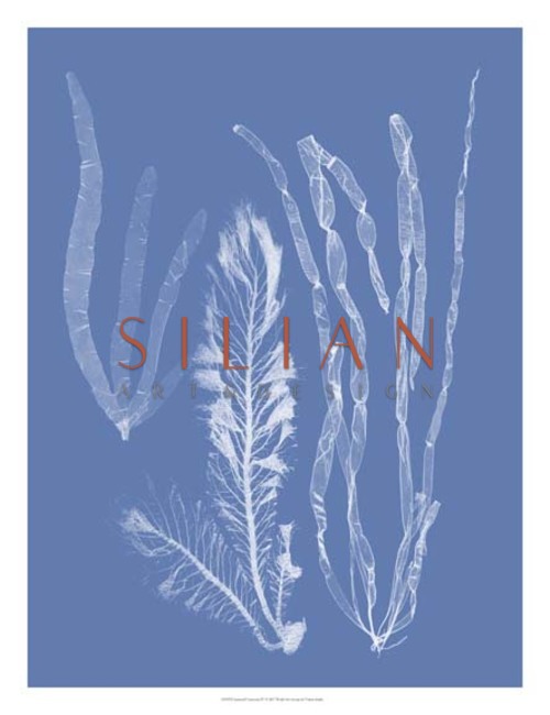 Seaweed Cyanotype IV