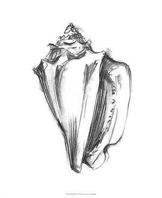 Shell Sketch I