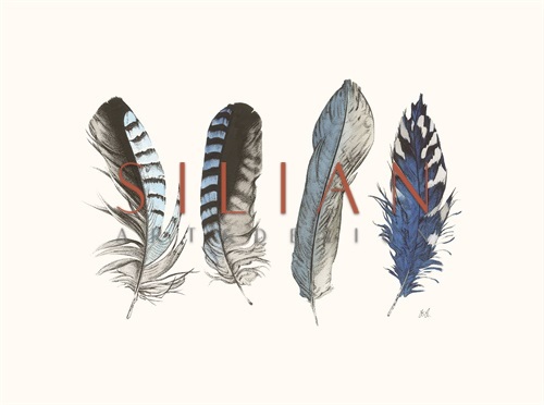 Cyanotype Feathers I