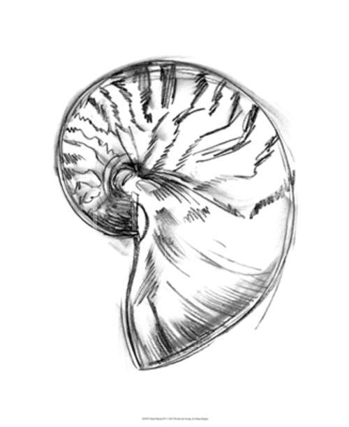 Shell Sketch IV