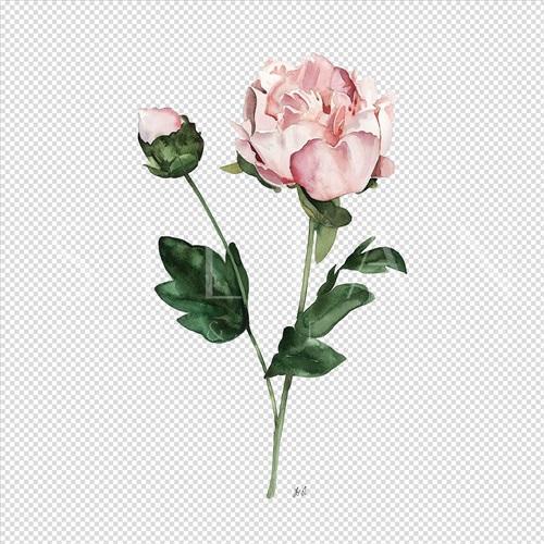 灿烂的花 II