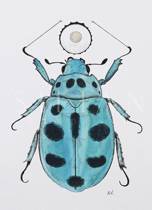 Beetle Study IV