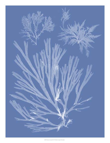 Seaweed Cyanotype II