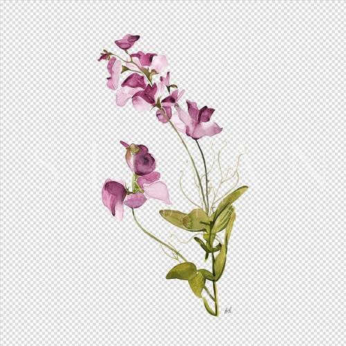 灿烂的花 III