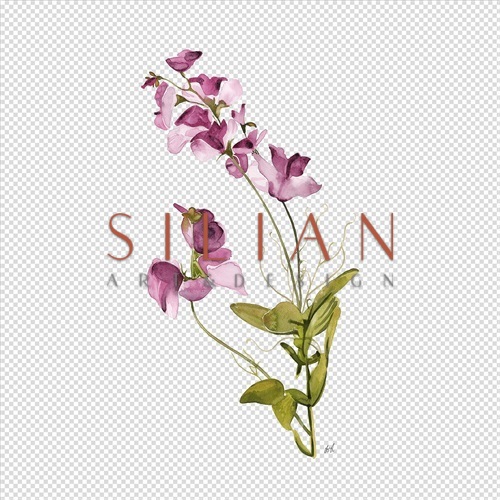 灿烂的花 III