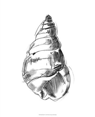 Shell Sketch V