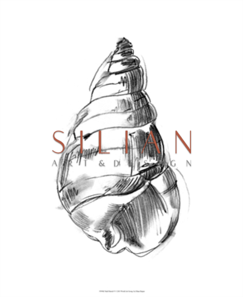 Shell Sketch V