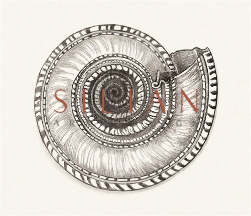Shell