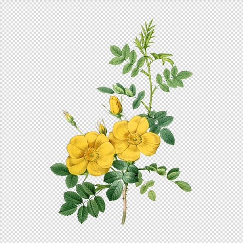 灿烂的花 V