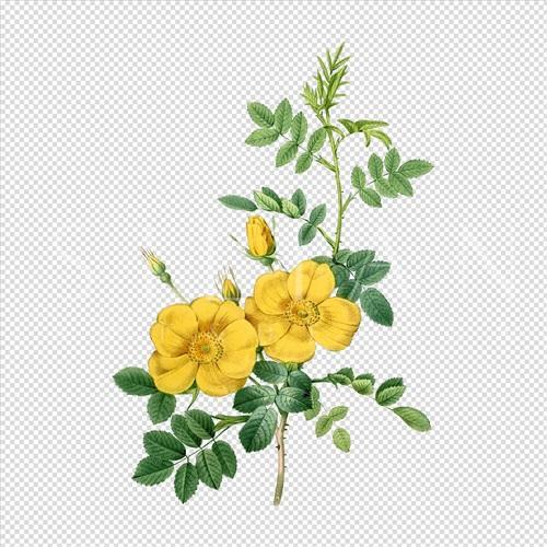 灿烂的花 V