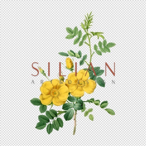 灿烂的花 V