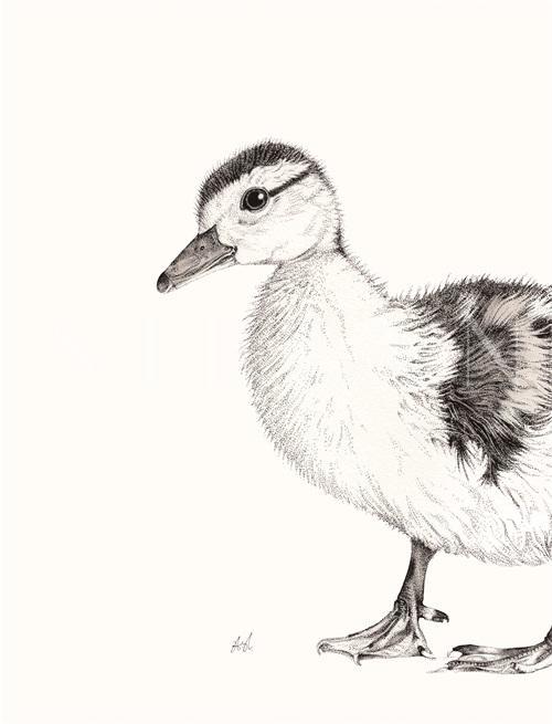 B & W Animal Portrait VI