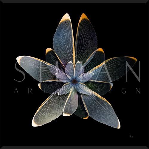 Nighttime Flora II