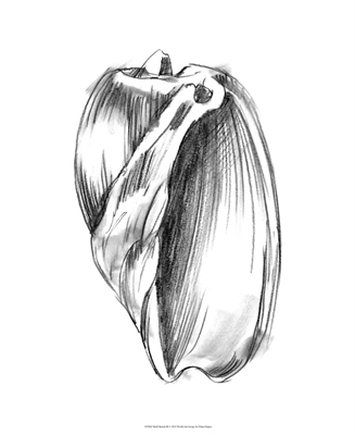 Shell Sketch III