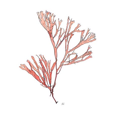 Vintage Coral Collection II