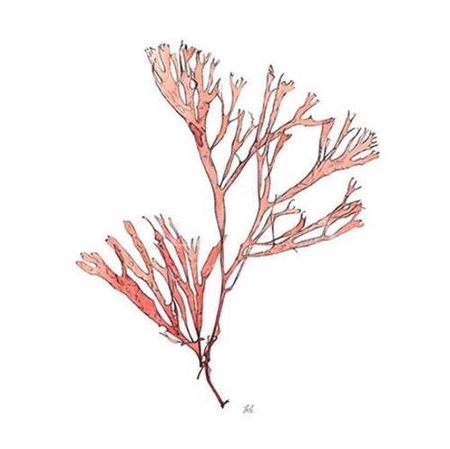 Vintage Coral Collection II