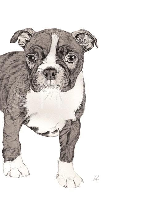 B & W Animal Portrait V