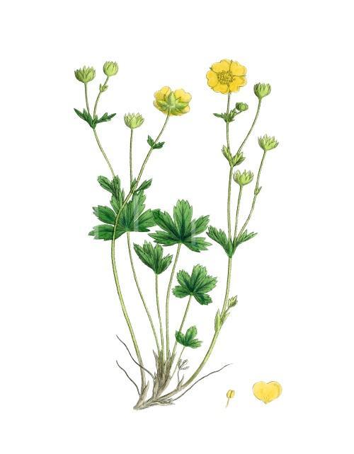 Bright Wild Flowers II