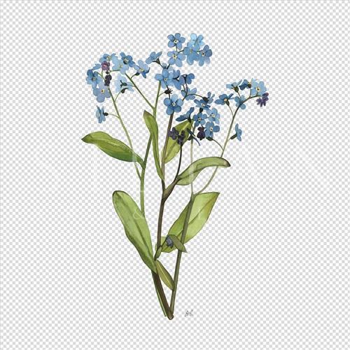 灿烂的花 I