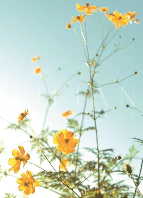 Bright Wild Flowers V