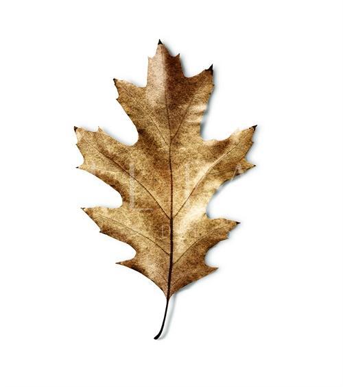 Deciduous