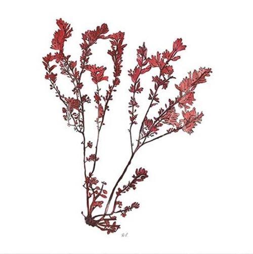 Vintage Coral Collection V